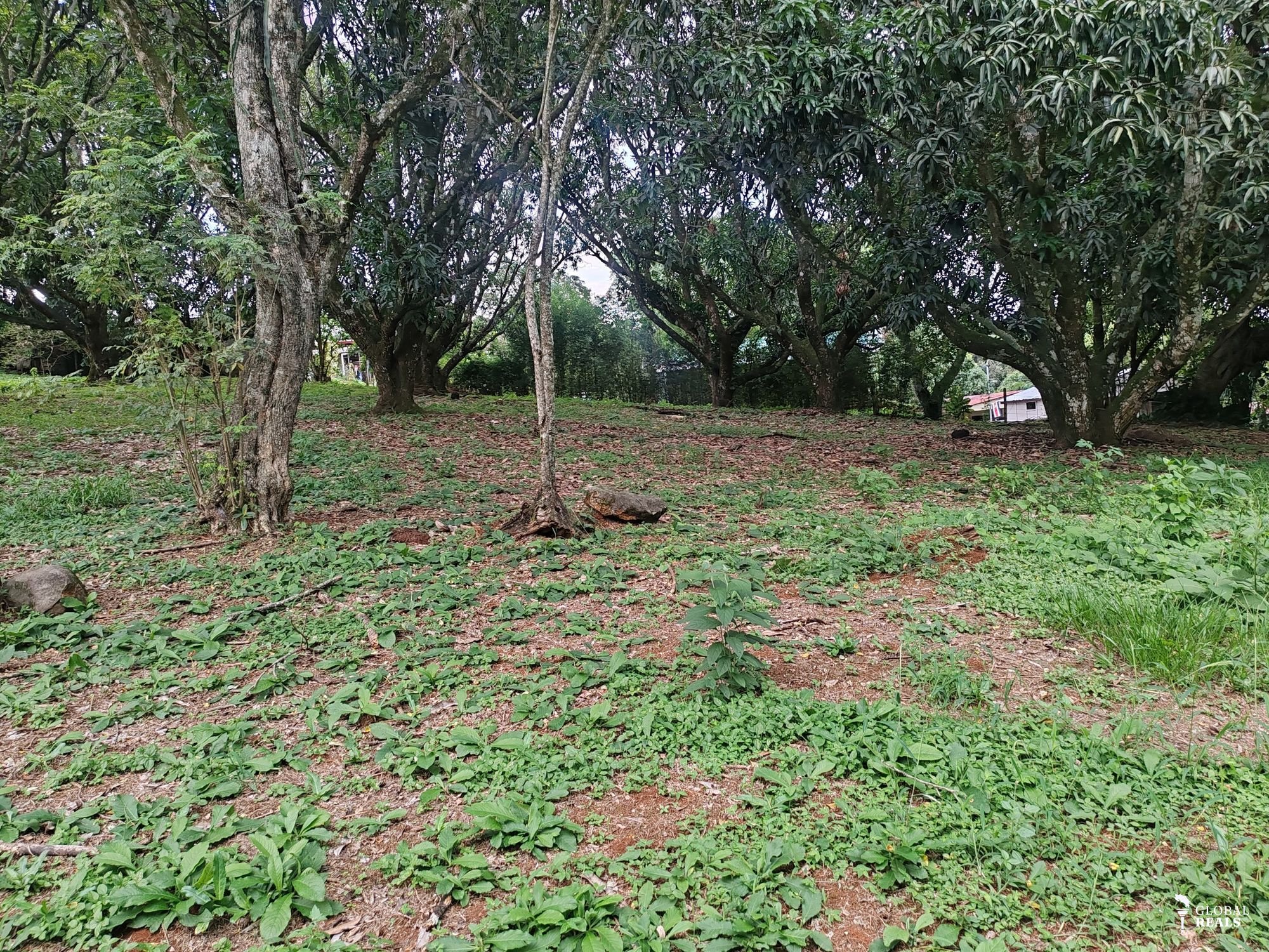 Lote para Inversión  Atenas