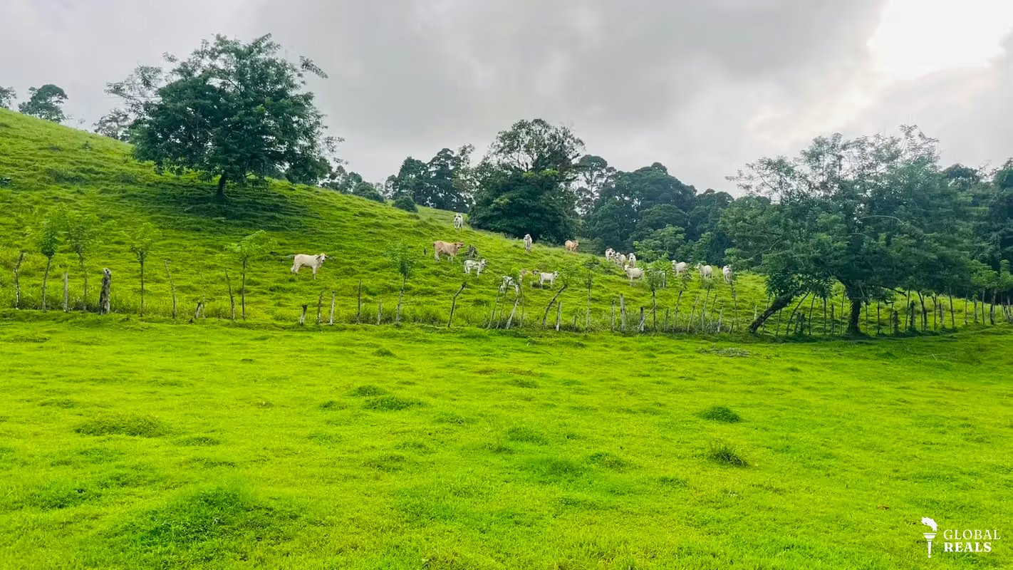 Finca ganadera