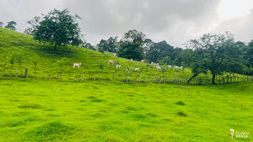 Finca ganadera