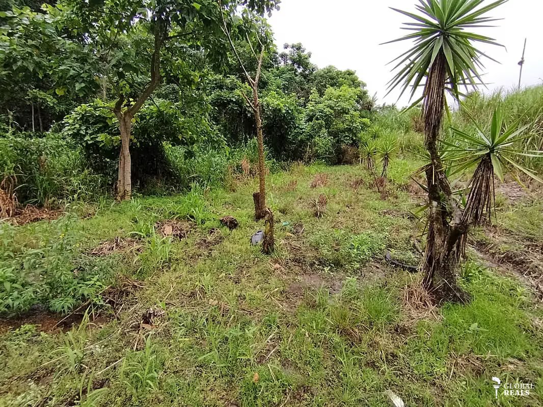 Finca de 4 hectáreas en Pavones de Turrialba
