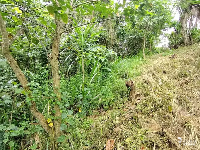 Finca de 4 hectáreas en Pavones de Turrialba