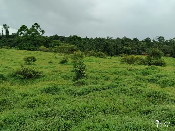 Finca 15.5 hectareas