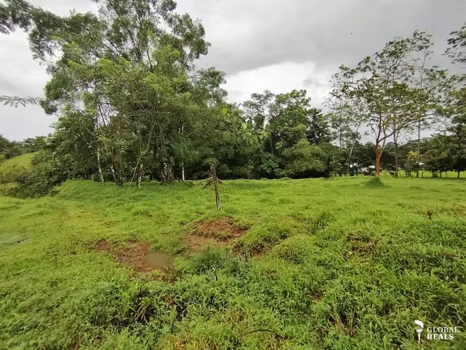 Finca 15.5 hectareas