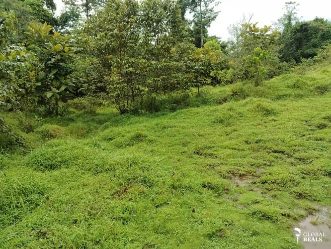 Finca 15.5 hectareas