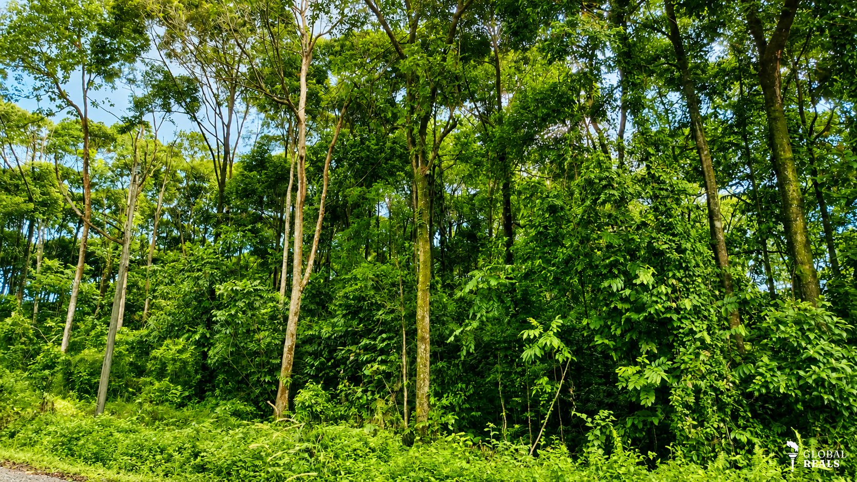 🌳 45 Hectáreas con Teca y Balsa en Limón | Inversión Forestal y Ecoturística