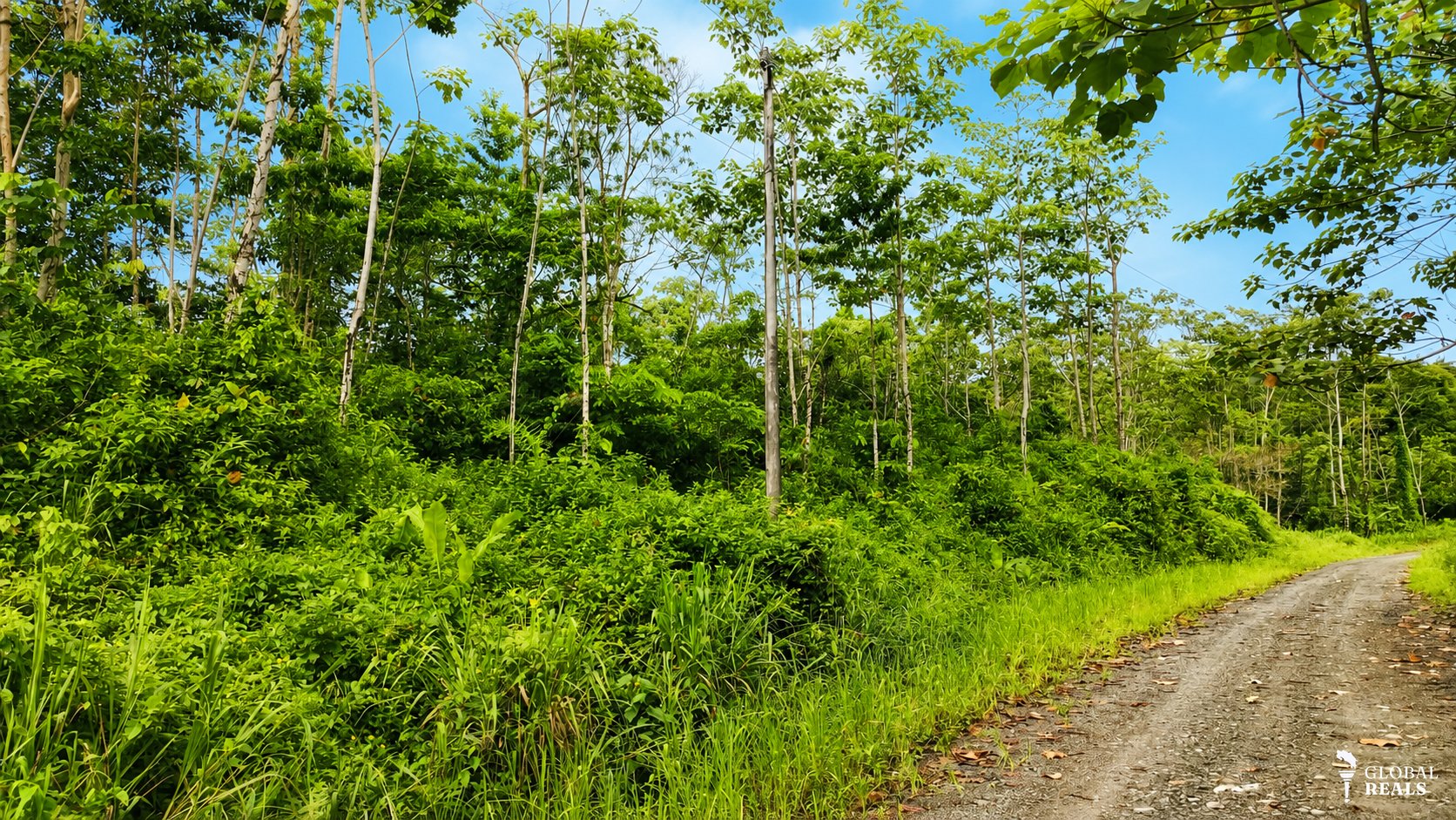 34 Hectáreas con Teca y Balsa en Limón | Inversión Forestal y Ecoturística