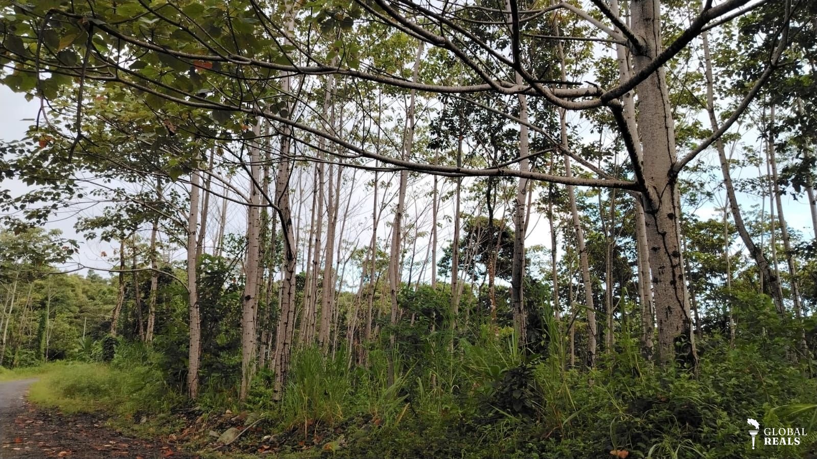 🌿 11 Hectáreas con Teca y Balsa en Limón | Ideal para Inversión Forestal |