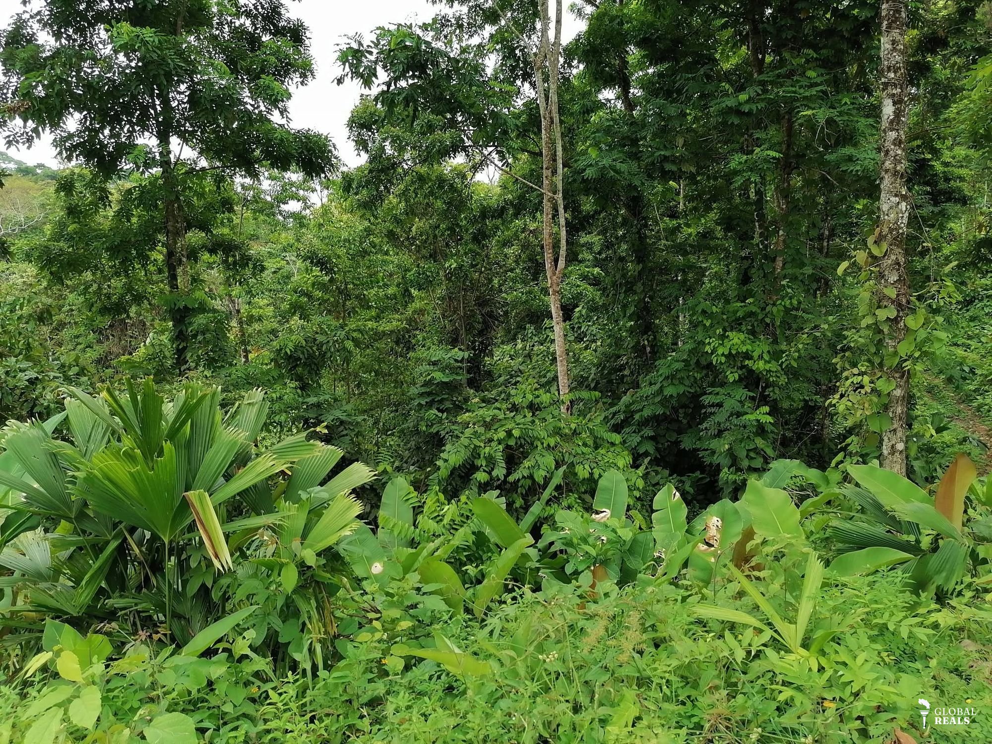 🌊SE VENDE FINCA ¡EL PARAÍSO EN EL CARIBE SUR DE COSTA RICA TE ESPERA! 🌊