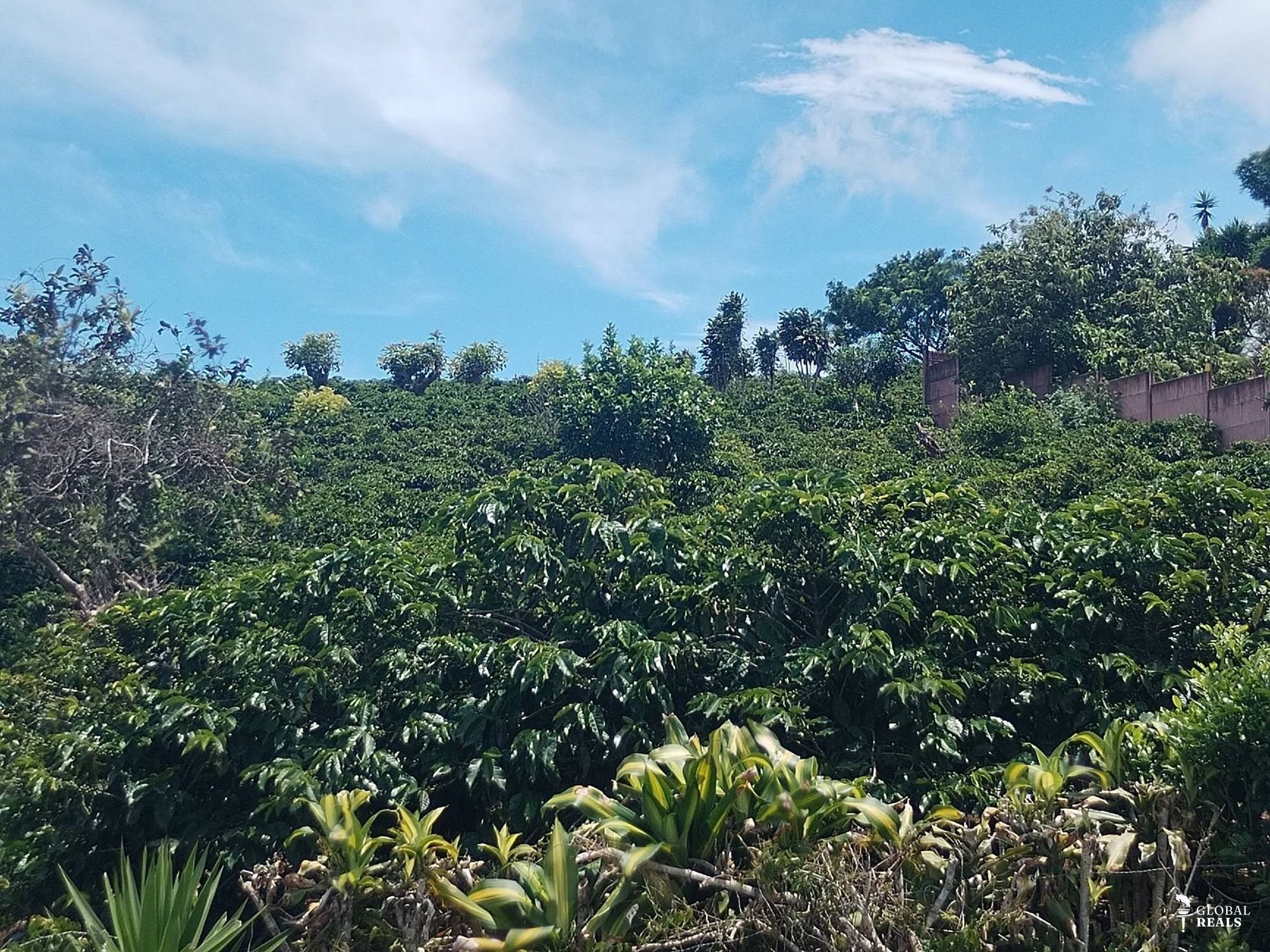 FINCA  CAFETALERA DE ALTO RENDIMIENTO EN ZONA ALTA DE HEREDIA