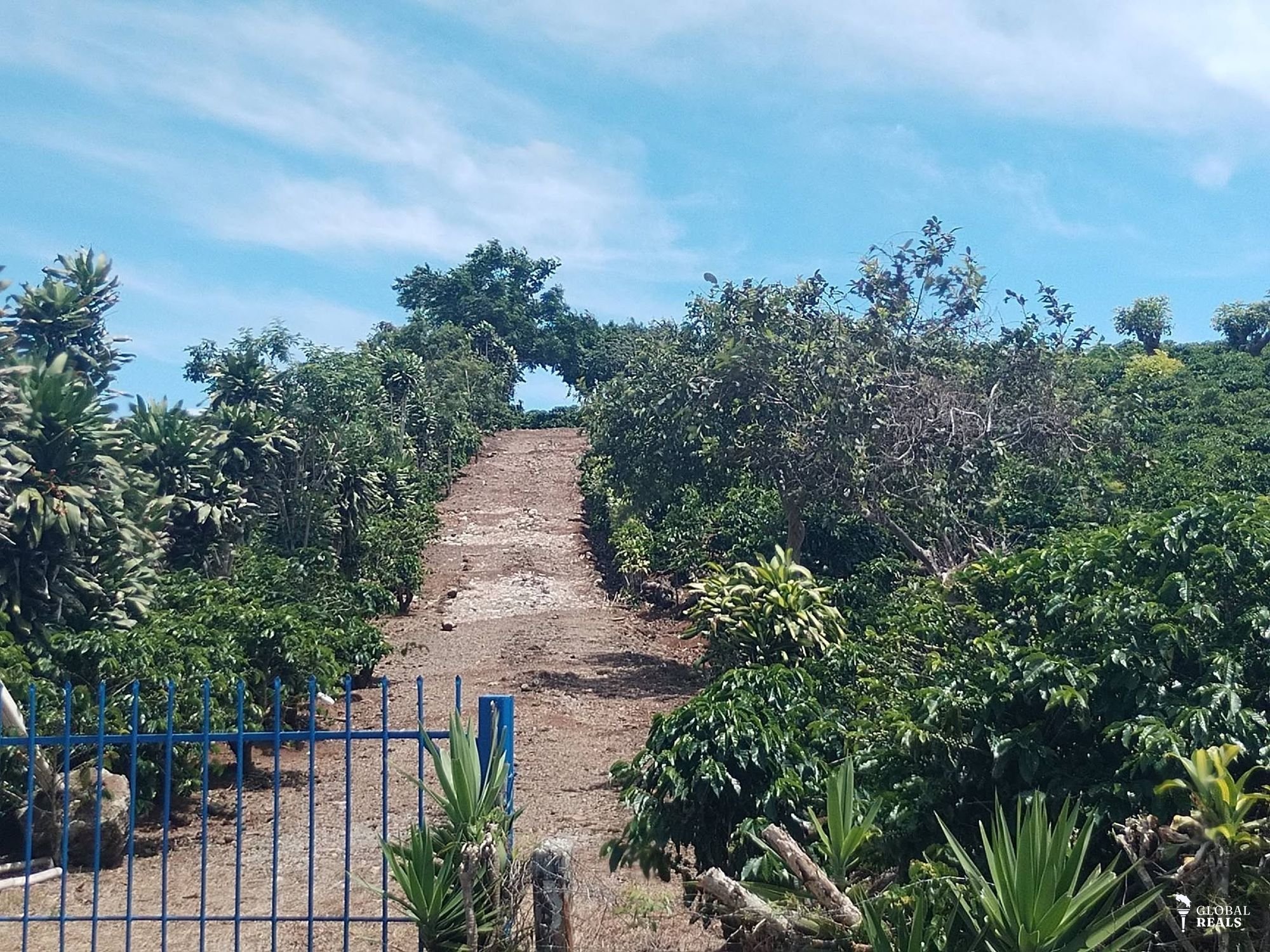 FINCA  CAFETALERA DE ALTO RENDIMIENTO EN ZONA ALTA DE HEREDIA