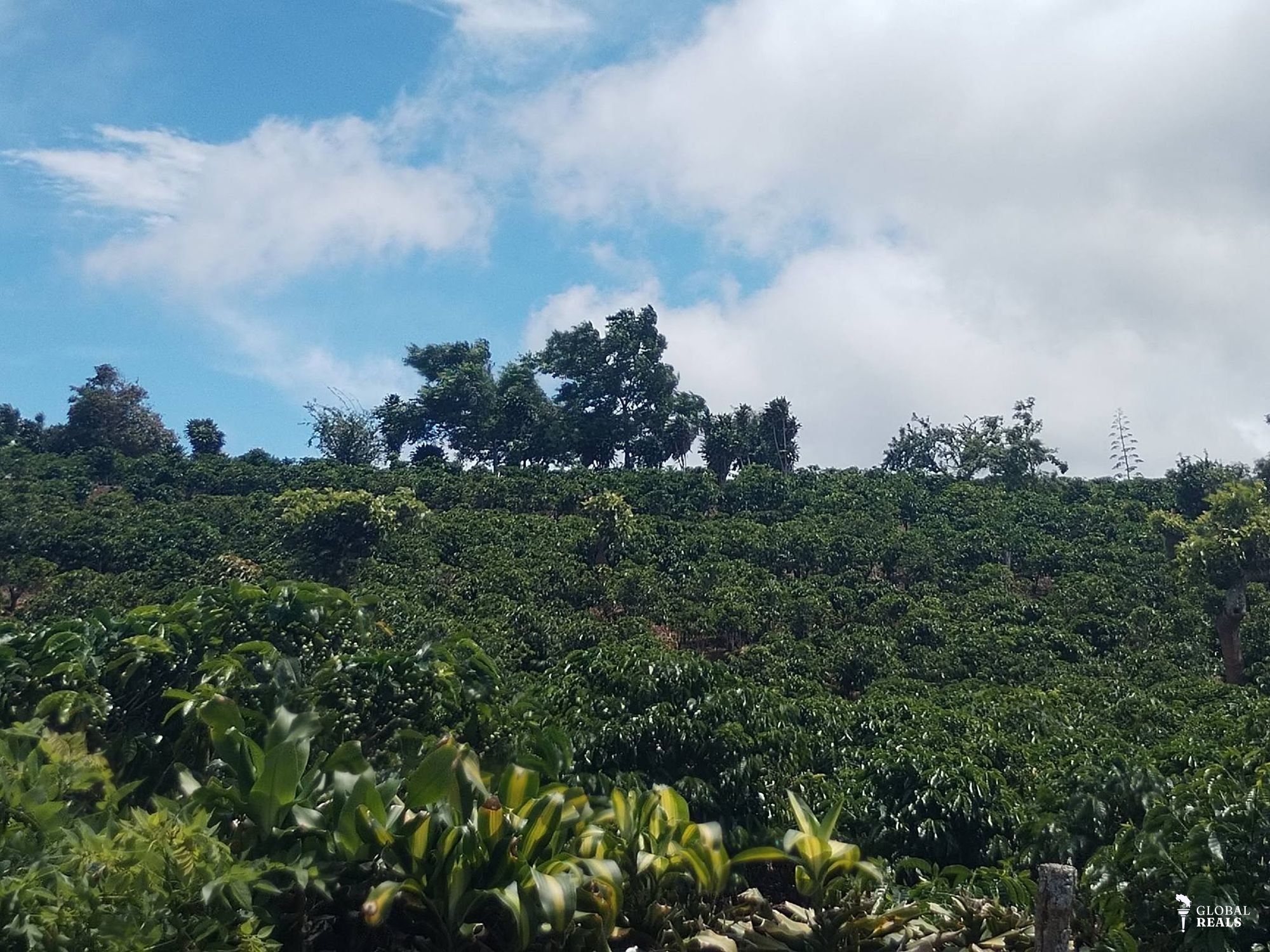 FINCA  CAFETALERA DE ALTO RENDIMIENTO EN ZONA ALTA DE HEREDIA