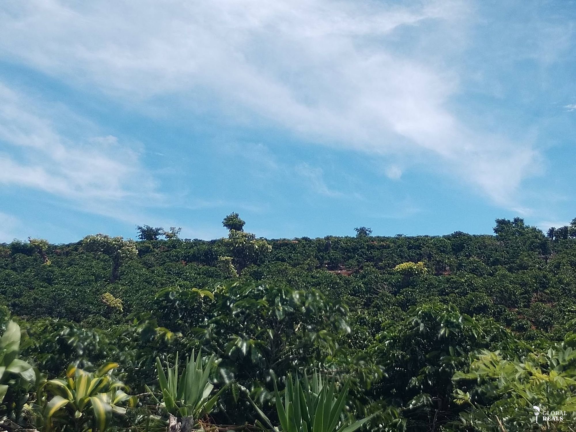 FINCA  CAFETALERA DE ALTO RENDIMIENTO EN ZONA ALTA DE HEREDIA