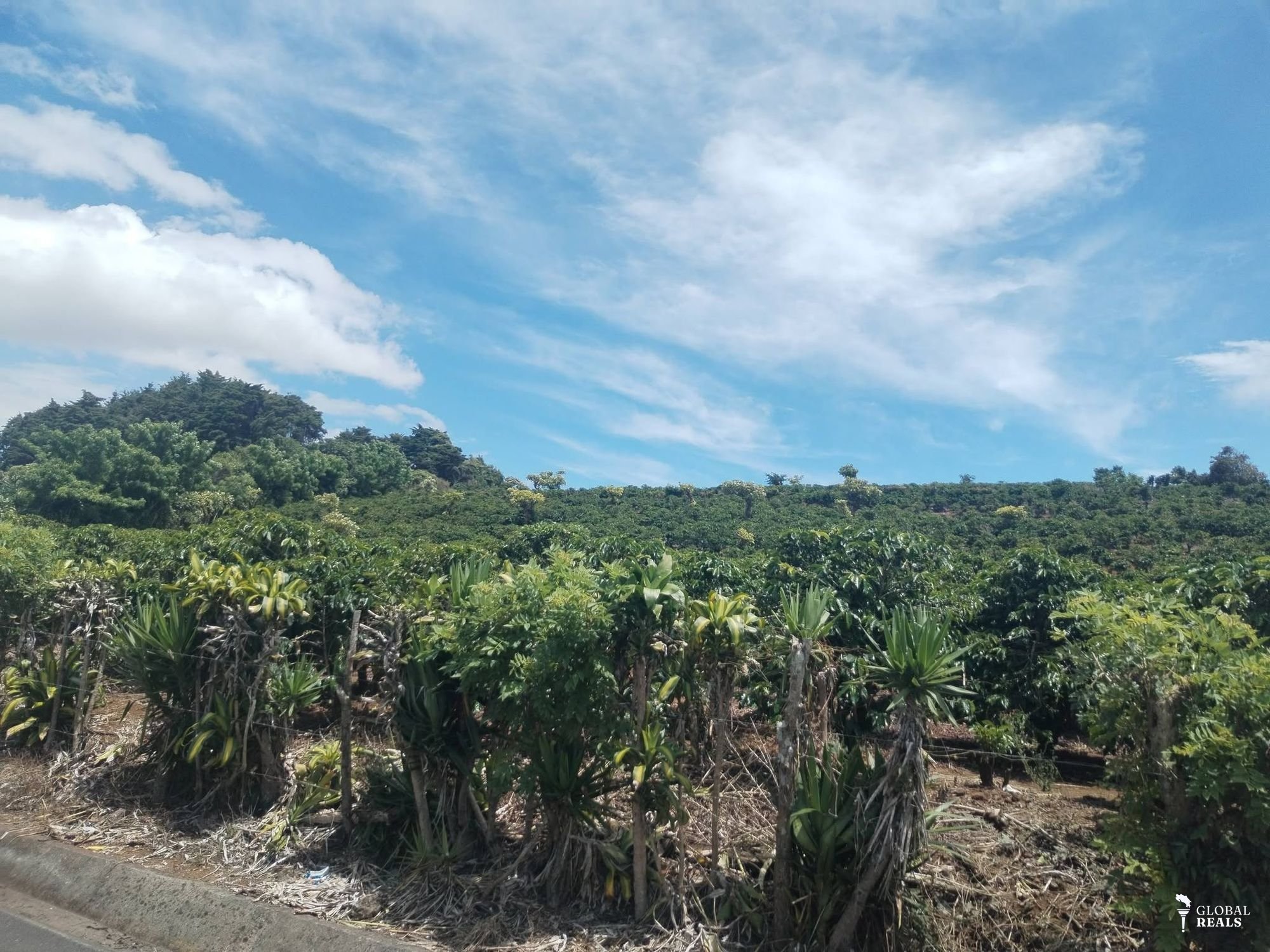 FINCA  CAFETALERA DE ALTO RENDIMIENTO EN ZONA ALTA DE HEREDIA