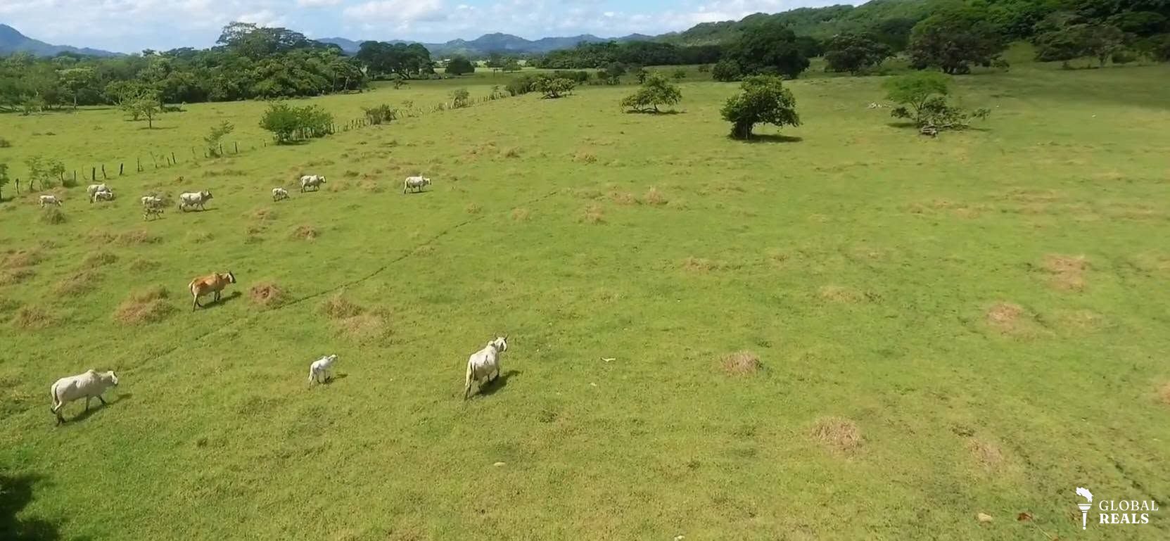 FINCA GANADERA CONSOLIDADA EN VENTA EN LAGUINILLA, SANTA CRUZ