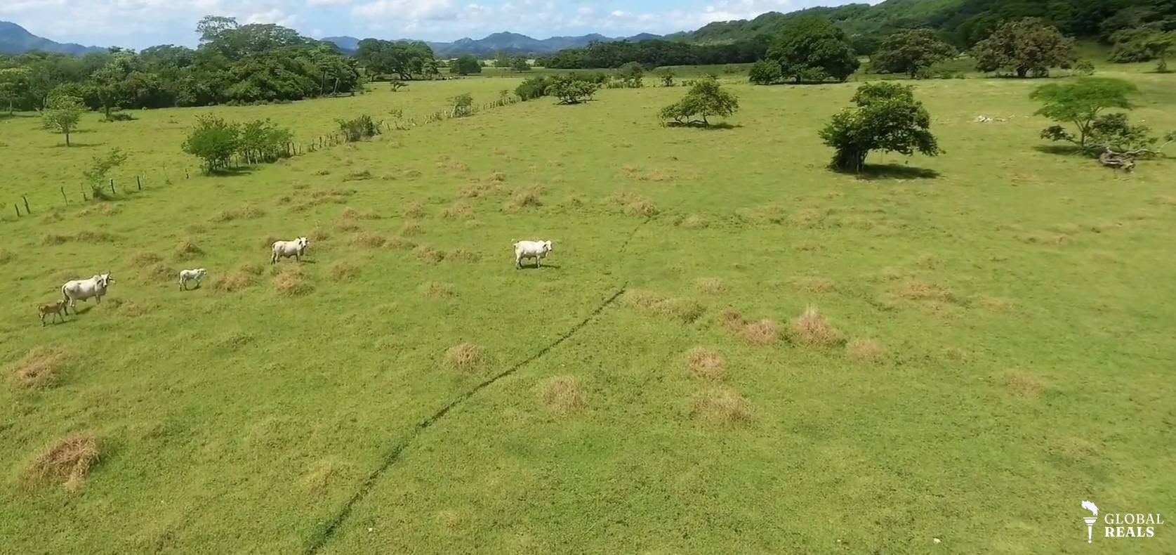 FINCA GANADERA CONSOLIDADA EN VENTA EN LAGUINILLA, SANTA CRUZ