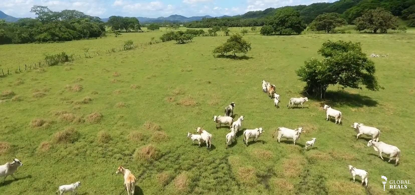 FINCA GANADERA CONSOLIDADA EN VENTA EN LAGUINILLA, SANTA CRUZ