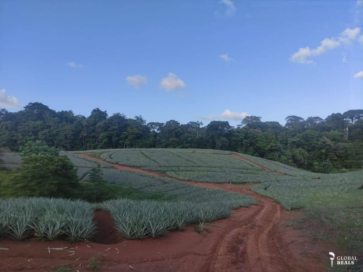 FINCA PRODUCTIVA PARA LA AGRICULTURA Y GANADERIA EN PUERTO VIEJO DE SARAPIQUI