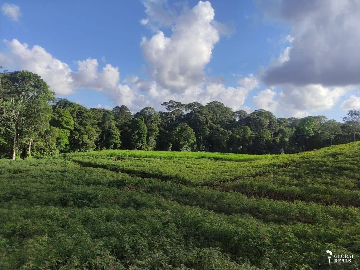 FINCA PRODUCTIVA PARA LA AGRICULTURA Y GANADERIA EN PUERTO VIEJO DE SARAPIQUI