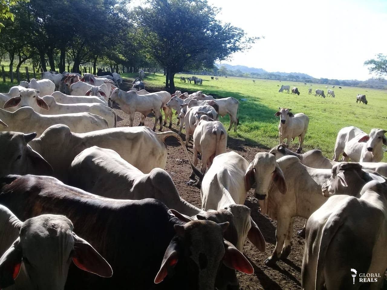 FINCA GANADERA 100% OPERATIVA EN SANTA CRUZ,GUANACASTE