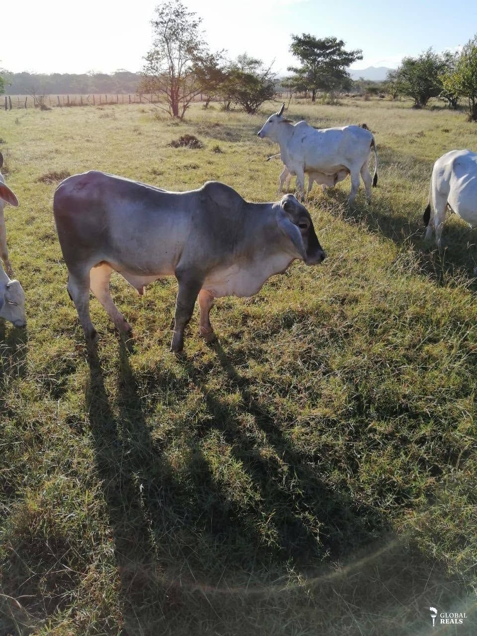 FINCA GANADERA 100% OPERATIVA EN SANTA CRUZ,GUANACASTE