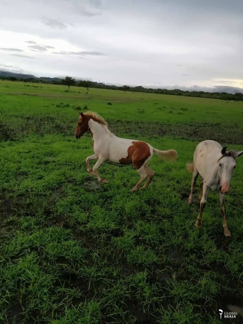 FINCA GANADERA 100% OPERATIVA EN SANTA CRUZ,GUANACASTE