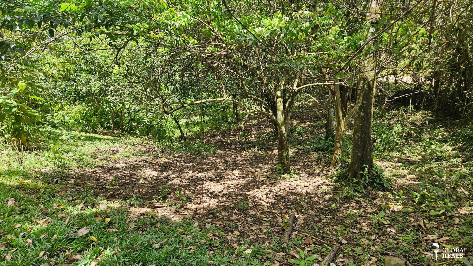 San Carlos La Orquidea