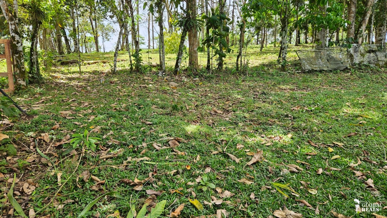 San Carlos La Orquidea
