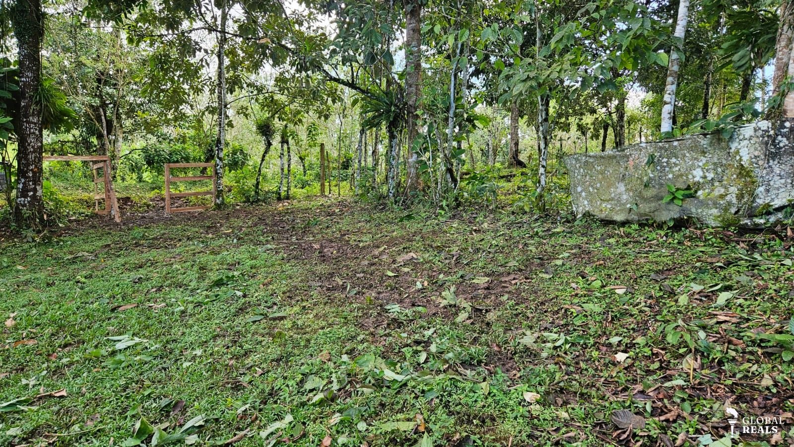 San Carlos La Orquidea