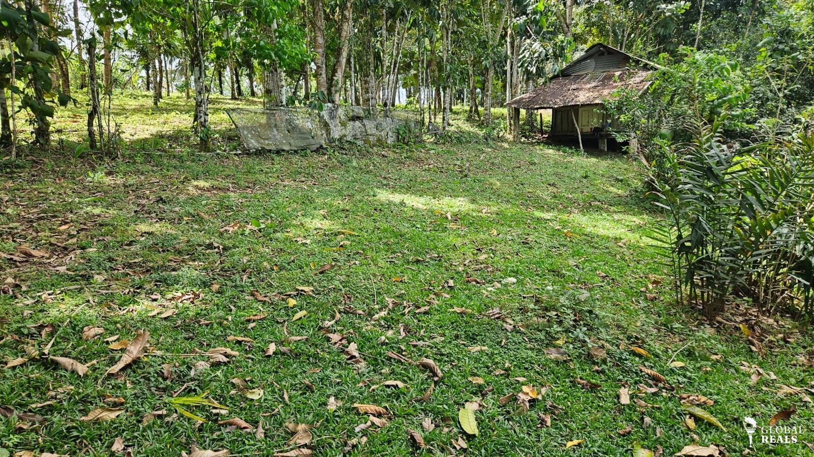 San Carlos La Orquidea
