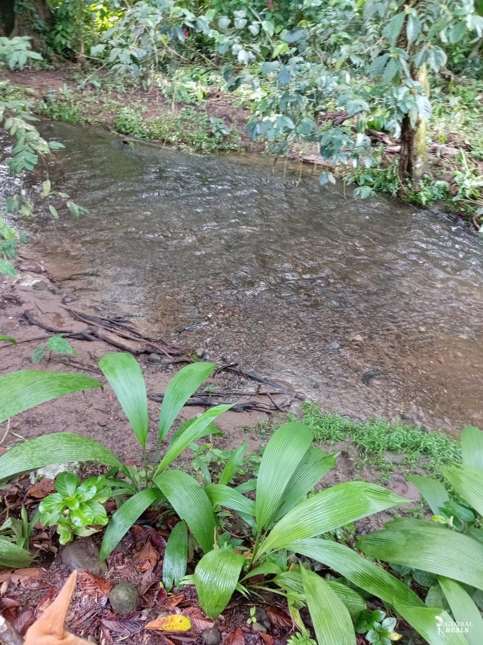 ¡OPORTUNIDAD DE CAMBIO EN GUÁCIMO DE LIMÓN! PROPIEDAD DE 7.505 m² CON NATURALEZA, AGUA, ELECTRICIDAD Y CONSTRUCCIONES