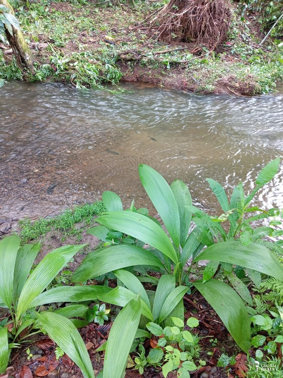 ¡OPORTUNIDAD DE CAMBIO EN GUÁCIMO DE LIMÓN! PROPIEDAD DE 7.505 m² CON NATURALEZA, AGUA, ELECTRICIDAD Y CONSTRUCCIONES