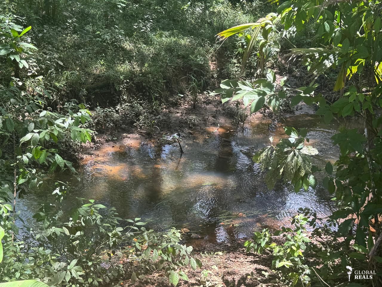 VENTA URGENTE | FINCA PRODUCTIVA EN QUEBRADÓN DE UPALA