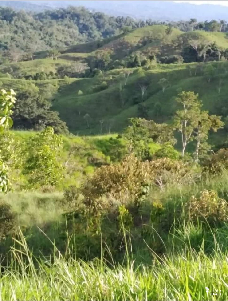 Finca Pavón y Zancudo