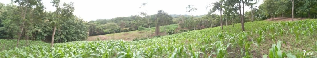 Finca tradicional