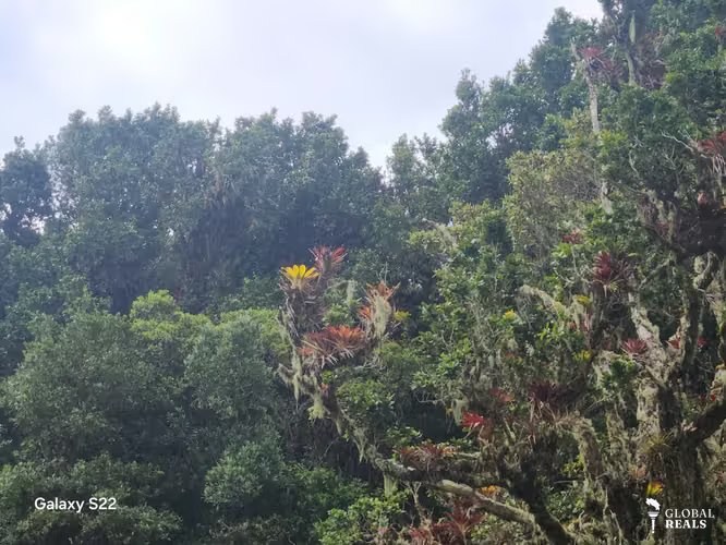 TERRENOS UNICOS DE MONTAÑA EN PARAMO SAN GERARDO DE DOTA 7 HTS