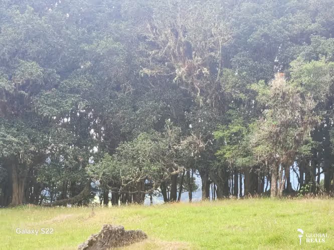 TERRENOS UNICOS DE MONTAÑA EN PARAMO SAN GERARDO DE DOTA 7 HTS