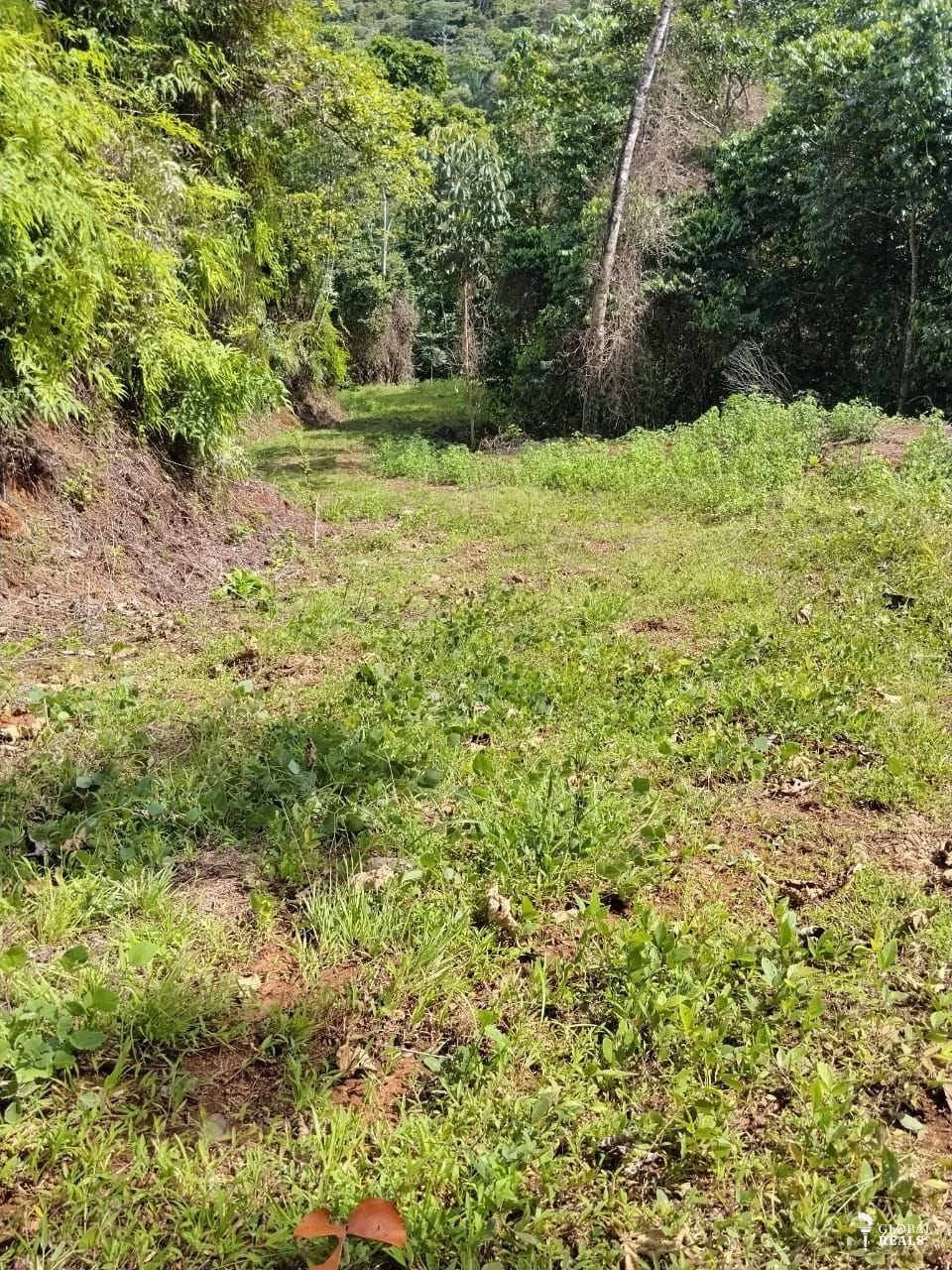 🌿🏡 **¡GRAN OPORTUNIDAD DE INVERSIÓN EN SAN BUENAS, DESPUÉS DE CORONADO DE OSA! ** 🏡🌿