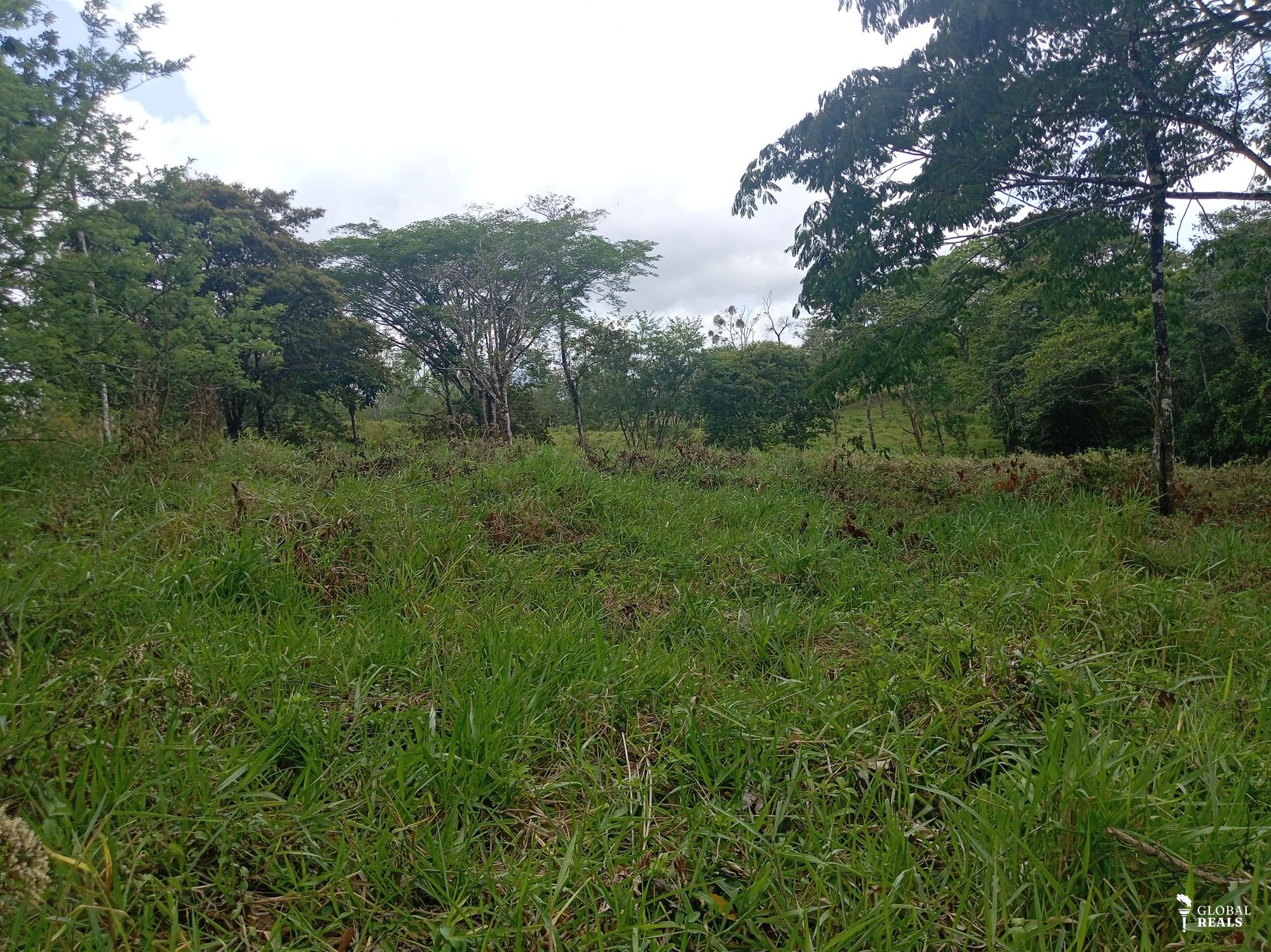 Se vende finca de 12.5 hectáreas valor 8 millones por hectárea