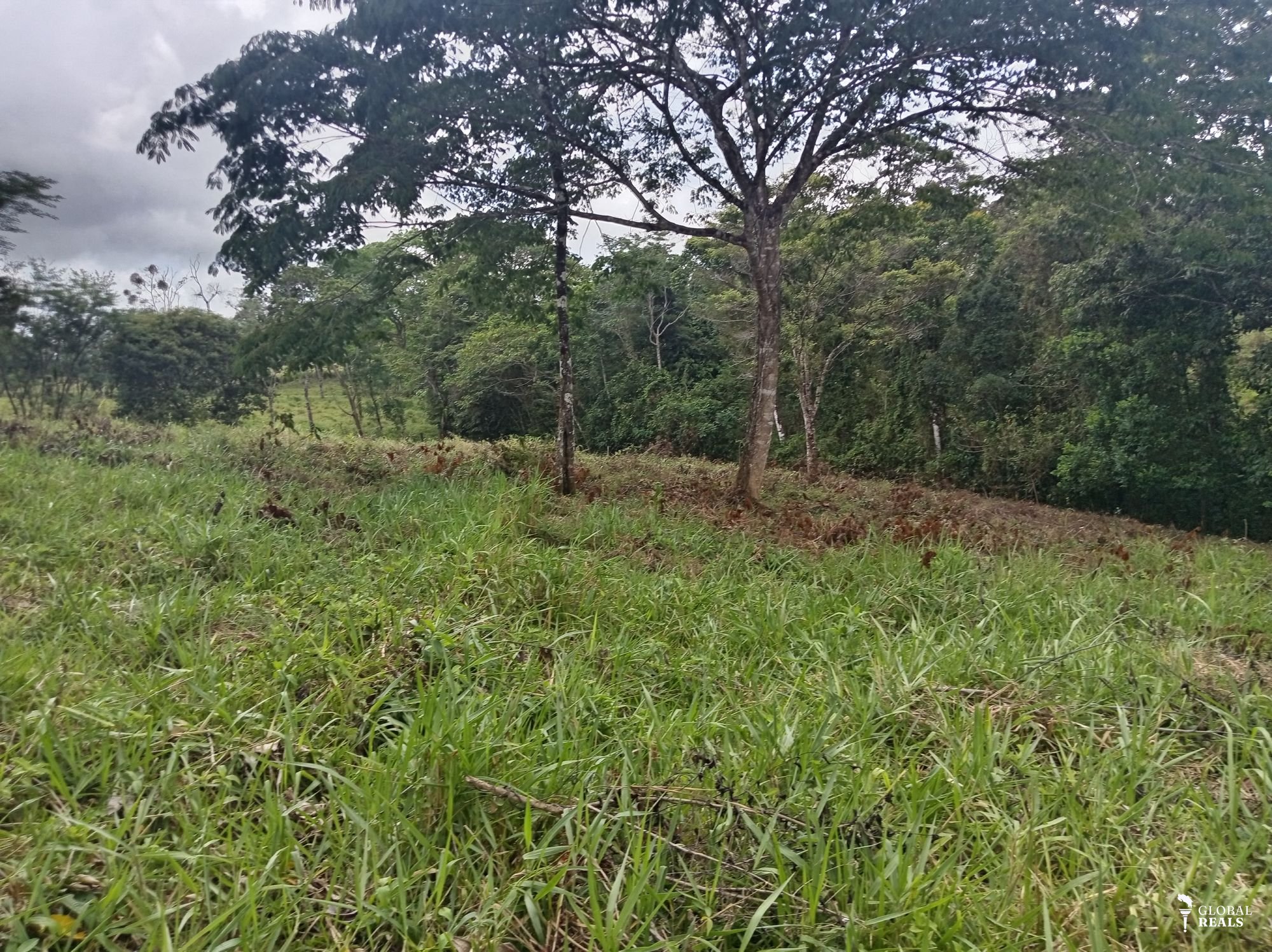 Se vende finca de 12.5 hectáreas valor 8 millones por hectárea