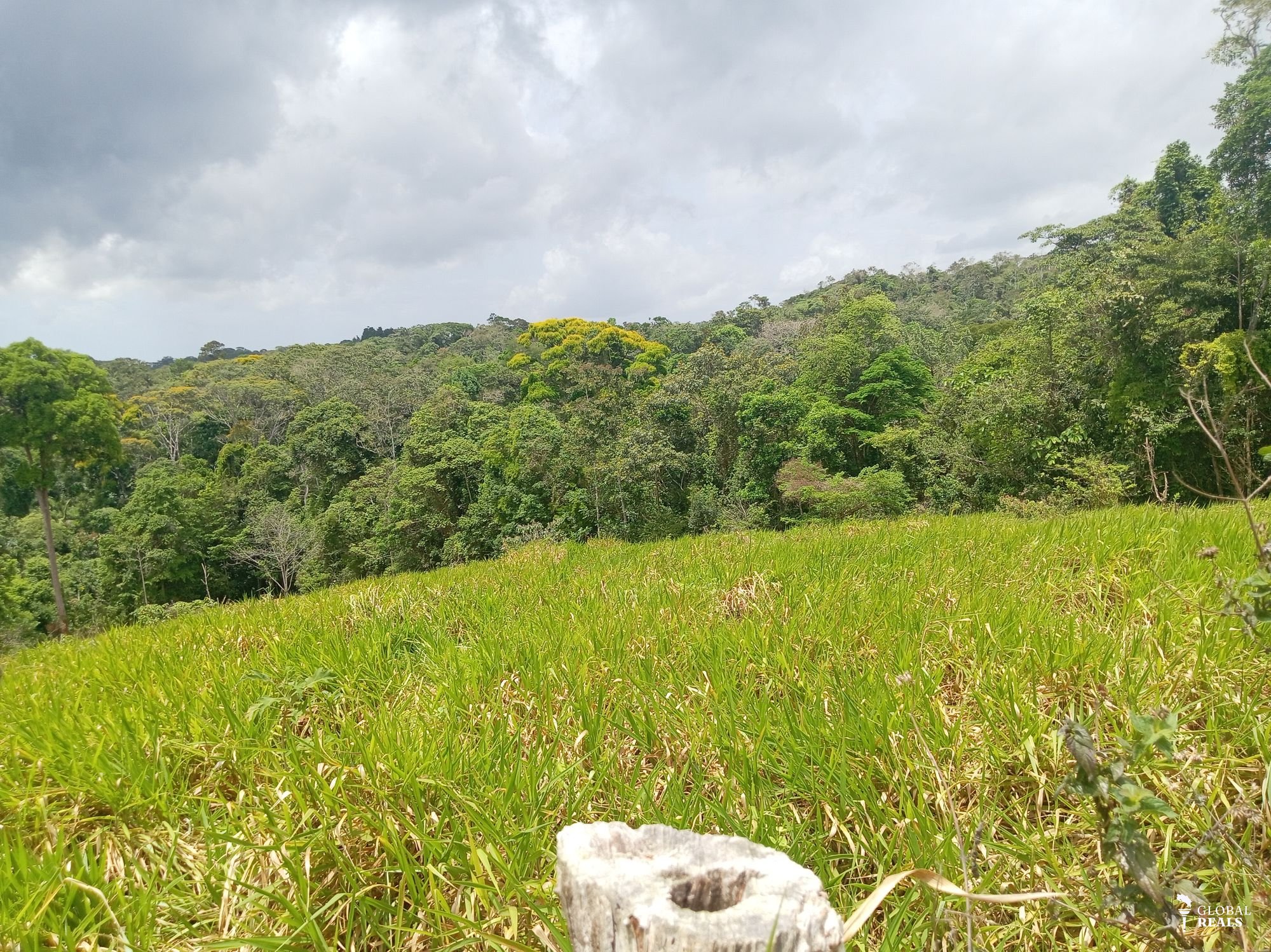 Se vende finca de 12.5 hectáreas valor 8 millones por hectárea