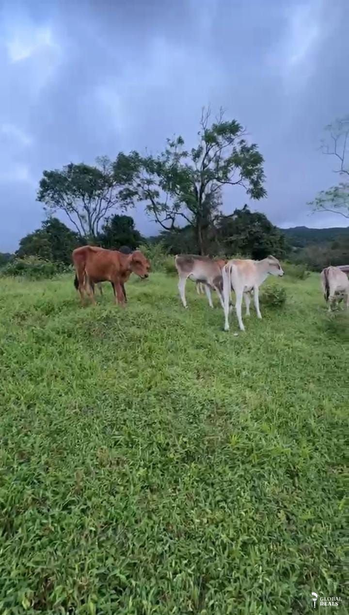 Finca   en la fortuna  san Carlos